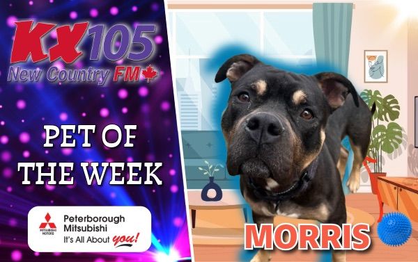 Pet of The Week - Morris 