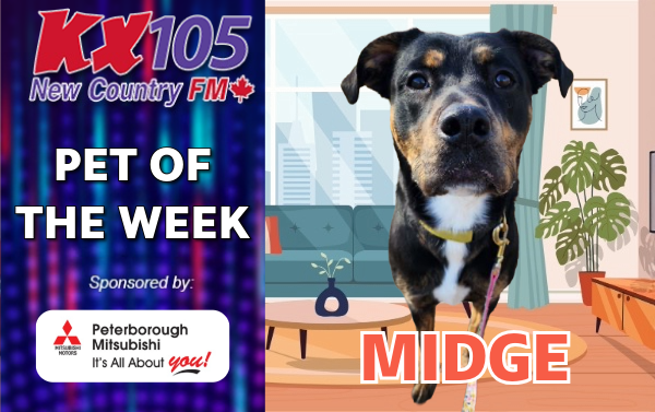 Pet of The Week - Midge