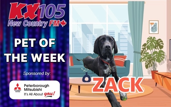 Pet of The Week - Zack 