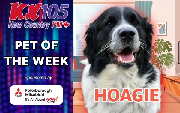 Pet of The Week - Hoagie
