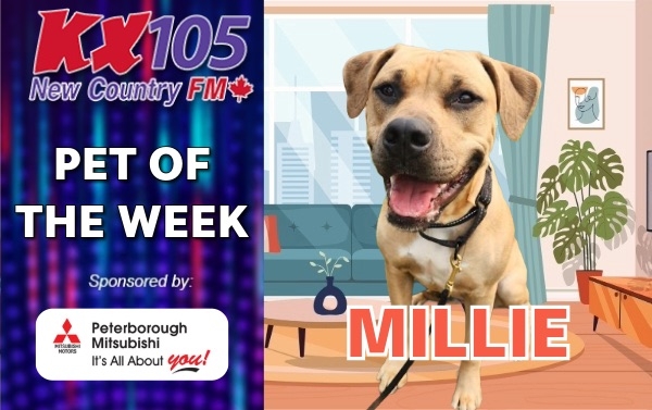 Pet of The Week - Millie 