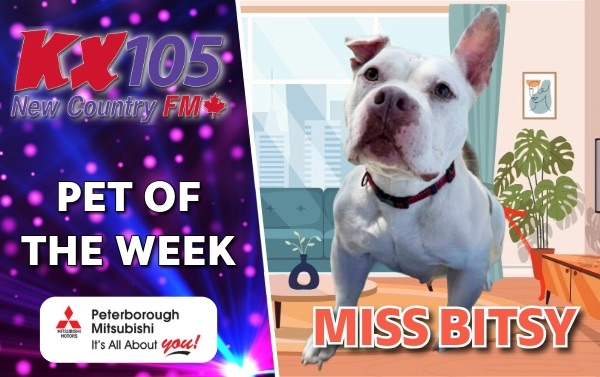 Pet of The Week - Bitsy