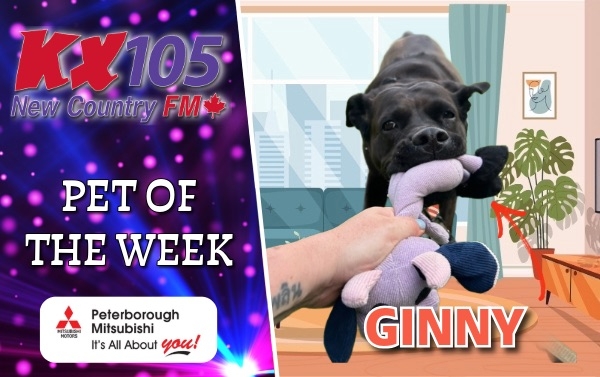 Pet of The Week - Ginny