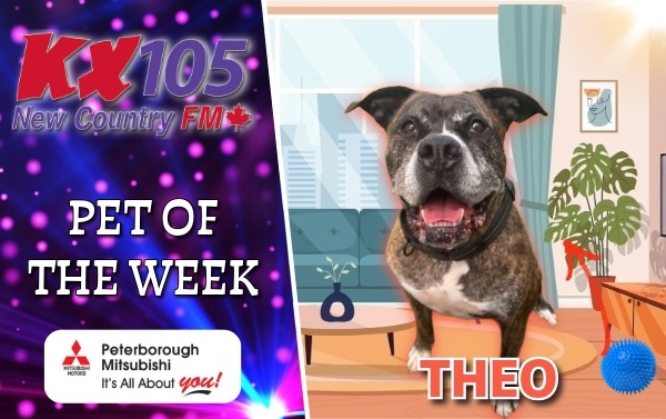 Pet of the Week - Theo 